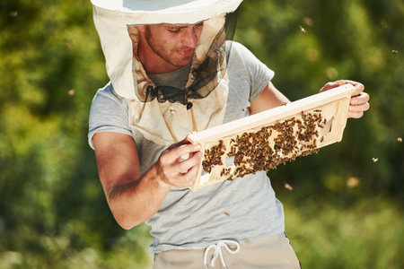 Green trees behind. Beekeeper works with honeycomb full of bees outdoors at sunny day.