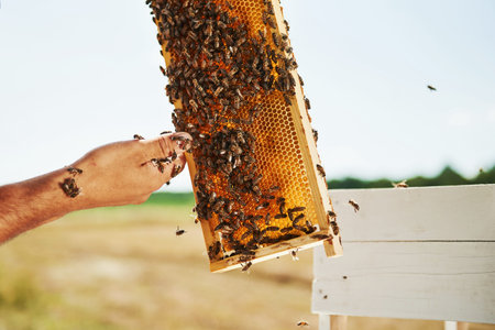 With bare hands. Beekeeper works with honeycomb full of bees outdoors at sunny day.