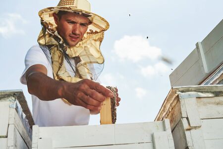 In protective mask. Beekeeper works with honeycomb full of bees outdoors at sunny day.の写真素材