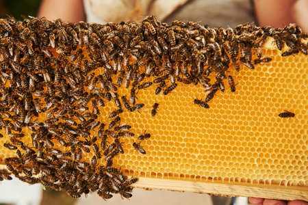 Natural lighting. Detailed view of honeycomb full of bees. Conception of apiculture.