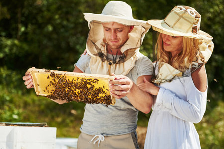 Two beekeepers works with honeycomb full of bees outdoors at sunny day. Man and woman.