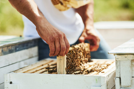 Close up view. Beekeeper works with honeycomb full of bees outdoors at sunny day.の写真素材