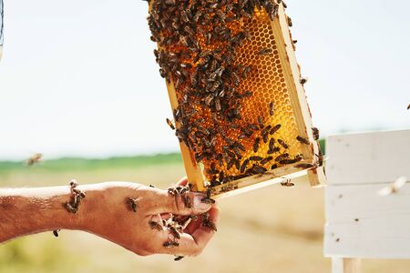 With bare hands. Beekeeper works with honeycomb full of bees outdoors at sunny day.の写真素材