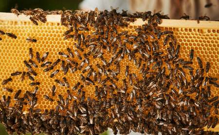 Natural lighting. Detailed view of honeycomb full of bees. Conception of apiculture.