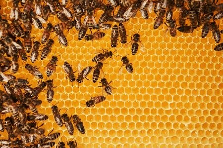 Detailed view of honeycomb full of bees. Conception of apiculture.の写真素材
