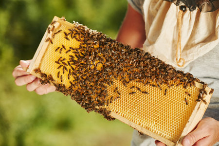 Beekeeper works with honeycomb full of bees outdoors at sunny day.