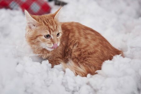 Tongue out. Close up view of cute cat on the fluffy white bed. Lovely nice pet.の写真素材