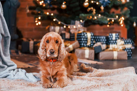 Portrait of cute dog indoors in festive christmas decorated room.の写真素材