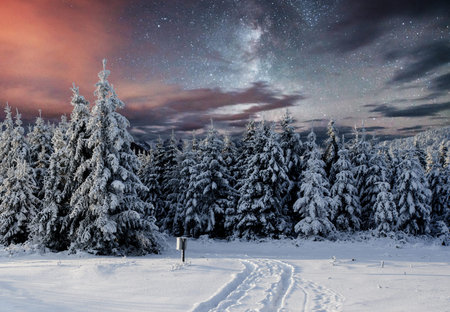 Majestic landscape with forest at winter night time with stars in the sky. Scenery background.