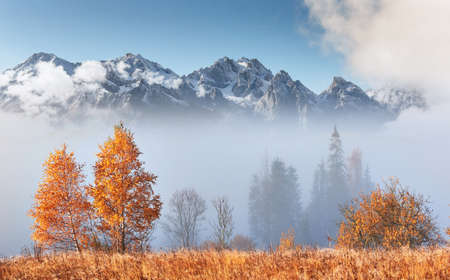 Majestic landscape with autumn trees in misty forest. Carpathian, Ukraine, Europe. Beauty world.の写真素材