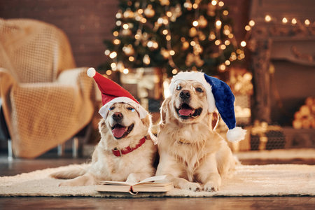 In santa hats. Two cute Golden retrievers together at home. Celebrating New yearの写真素材