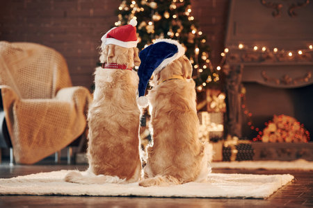 View from the back. Two cute Golden retrievers together at home. Celebrating New yearの写真素材