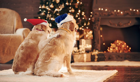 View from the back. Two cute Golden retrievers together at home. Celebrating New yearの写真素材