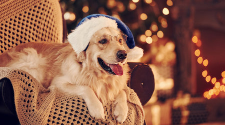 In santa hat. Cute Golden retriever at home. Celebrating New year and christmasの写真素材