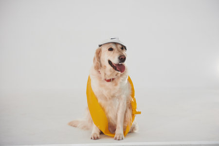 In cap and with yellow tape. Golden retriever is in the studio against white backgroundの写真素材