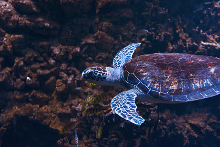Turtle on the rocks. Underwater close up view of tropical fishes. Life in oceanの写真素材