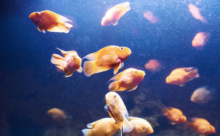 Red parrot cichlid. Underwater close up view of tropical fishes. Life in oceanの写真素材