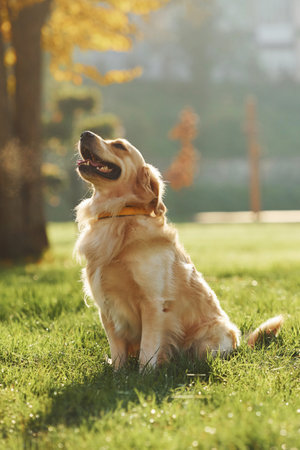 Beautiful Golden Retriever dog have a walk outdoors in the parkの写真素材