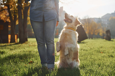 Young woman have a walk with Golden Retriever in the parkの写真素材