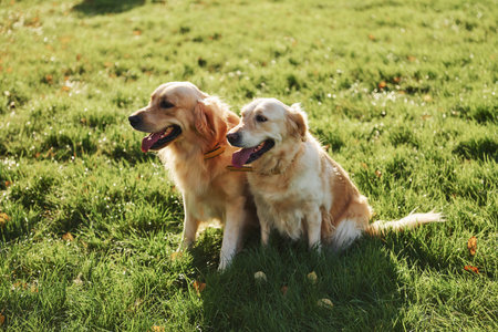 Two beautiful Golden Retriever dogs have a walk outdoors in the park togetherの写真素材