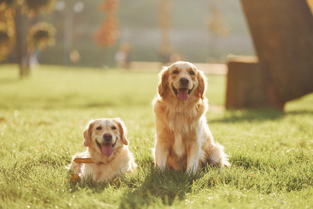 Two beautiful Golden Retriever dogs have a walk outdoors in the park togetherの写真素材