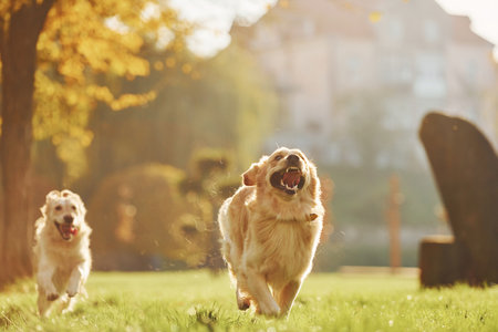Running together. Two beautiful Golden Retriever dogs have a walk outdoors in the park togetherの写真素材