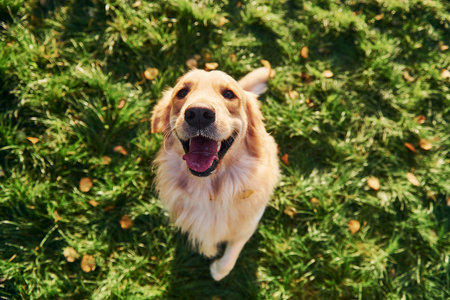 Top view. Beautiful Golden Retriever dog have a walk outdoors in the parkの写真素材