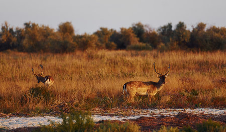 Two young deers walks outdoors on the field at daytime togetherの写真素材