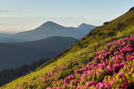Violet flowers blooming. Majestic Carpathian Mountains. Beautiful landscape of untouched natureの写真素材