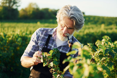 Smoking and looking at berries. Senior stylish man with grey hair and beard on the agricultural field with harvestの写真素材