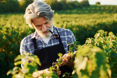 Smoking and looking at berries. Senior stylish man with grey hair and beard on the agricultural field with harvestの写真素材