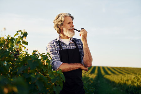 Standing and smoking. Senior stylish man with grey hair and beard on the agricultural field with harvestの写真素材