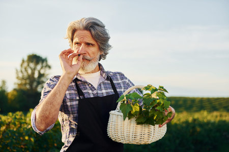 With basket in hands. Senior stylish man with grey hair and beard on the agricultural field with...