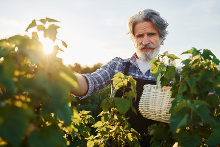 Time to harvest. Senior stylish man with grey hair and beard on the agricultural fieldの写真素材