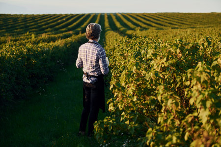 Time to harvest. Senior stylish man with grey hair and beard on the agricultural fieldの写真素材