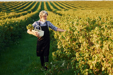 Time to harvest. Senior stylish man with grey hair and beard on the agricultural field