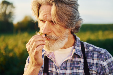 Senior stylish man with grey hair and beard on the agricultural field with harvestの写真素材