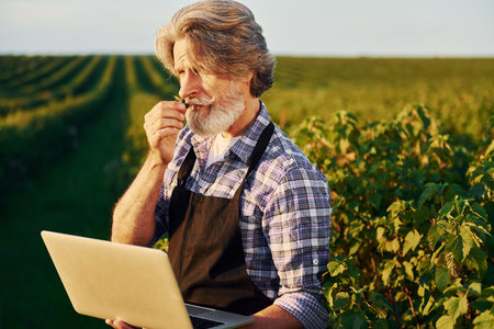 With laptop in hands. Senior stylish man with grey hair and beard on the agricultural field with harvestの写真素材