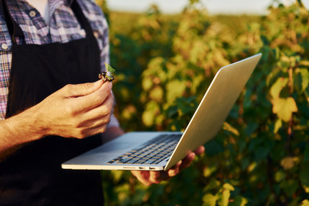Quality control by using laptop. Senior stylish man with grey hair and beard on the agricultural field with harvestの写真素材