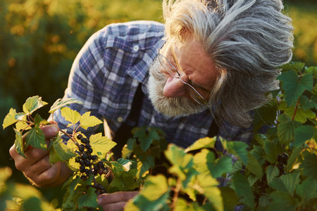 Time to harvest. Senior stylish man with grey hair and beard on the agricultural fieldの写真素材