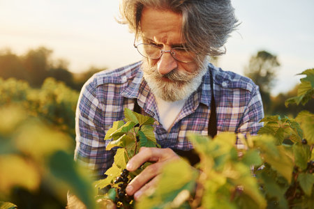 Time to harvest. Senior stylish man with grey hair and beard on the agricultural fieldの写真素材