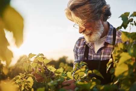 Time to harvest. Senior stylish man with grey hair and beard on the agricultural fieldの写真素材