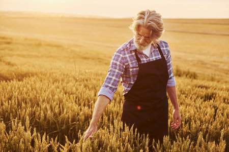 Taking a walk. Senior stylish man with grey hair and beard on the agricultural field with harvest