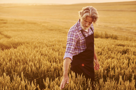 Taking a walk. Senior stylish man with grey hair and beard on the agricultural field with harvestの写真素材