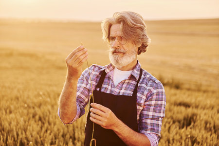 Taking a walk. Senior stylish man with grey hair and beard on the agricultural field with harvestの写真素材