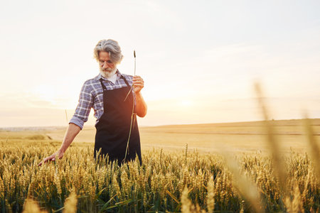 Beautiful sunlight. Senior stylish man with grey hair and beard on the agricultural field with harvestの写真素材