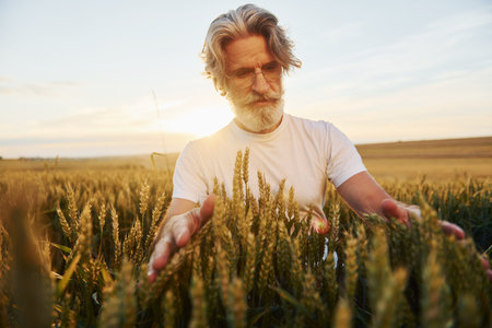 Looks at fresh harvest. Senior stylish man with grey hair and beard on the agricultural fieldの写真素材