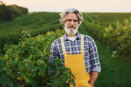 In yellow uniform. Senior stylish man with grey hair and beard on the agricultural field with harvestの写真素材