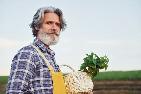 Side view. Holding basket. In yellow uniform. Senior stylish man with grey hair and beard on the agricultural field with harvestの写真素材