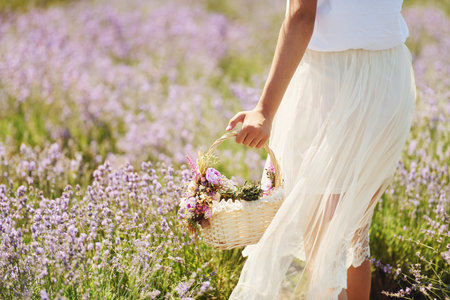 Close up view of woman in beautiful white dress that using basket to collect lavender in the fieldの写真素材
